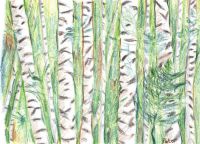 White Birch Trees